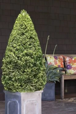 Variegated Boxwood (Buxus Sempervirens 'Aureovariegata') - 2 Gallon Pot 12 Variegated Boxwood (Buxus Sempervirens 'Aureovariegata') - 2 Gallon Pot -Garden Outdoor Plant Store boxwood variegated cone 2 2