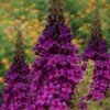 Birthday Cake Butterfly Bush (Buddleia) - 3 Gallon Pot 2 Birthday Cake Butterfly Bush (Buddleia) - 3 Gallon Pot -Garden Outdoor Plant Store buddleia birthday cake butterfly bush 2