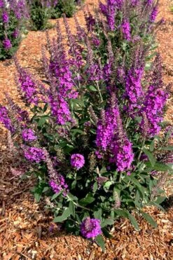 Birthday Cake Butterfly Bush (Buddleia) - 3 Gallon Pot -Garden Outdoor Plant Store buddleia birthday cake butterfly bush 5
