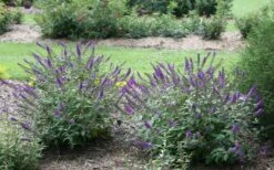 Lo & Behold Blue Chip Junior Butterfly Bush - 5 Pack Of Quart Pots -Garden Outdoor Plant Store buddleia blue chip junior butterfly bush 2 1