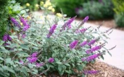 Lo & Behold Blue Chip Junior Butterfly Bush - 1 Gallon Pot -Garden Outdoor Plant Store buddleia blue chip junior butterfly bush 7