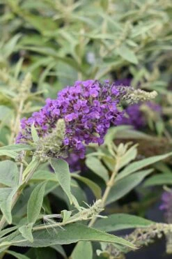 Lo & Behold Blue Chip Junior Butterfly Bush - 1 Gallon Pot -Garden Outdoor Plant Store buddleia blue chip junior butterfly bush 8