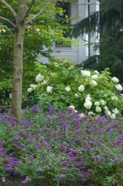 Lo & Behold Blue Chip Junior Butterfly Bush - 5 Pack Of Quart Pots -Garden Outdoor Plant Store buddleia blue chip junior butterfly bush 9 1