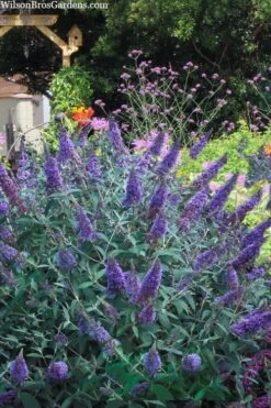 Ellen's Blue Butterfly Bush - 3 Gallon Pot -Garden Outdoor Plant Store buddleia davidii ellens blue butterfly bush 2