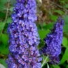 Ellen's Blue Butterfly Bush - 3 Gallon Pot -Garden Outdoor Plant Store buddleia davidii ellens blue butterfly bush 3