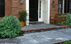 Gordo Boxwood - 1 Gallon Pot 14 Gordo Boxwood - 1 Gallon Pot -Garden Outdoor Plant Store buxus gordo boxwood 2