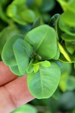 Gordo Boxwood - 5 Pack Of Quart Pots 12 Gordo Boxwood - 5 Pack Of Quart Pots -Garden Outdoor Plant Store buxus gordo boxwood 3 1