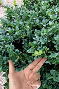 Gordo Boxwood - 5 Pack Of Quart Pots 13 Gordo Boxwood - 5 Pack Of Quart Pots -Garden Outdoor Plant Store buxus gordo boxwood 4 1