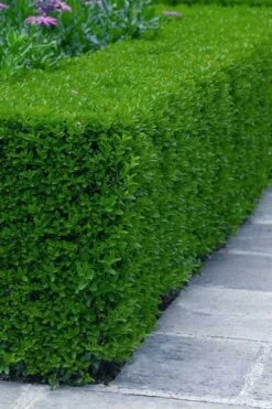 Gordo Boxwood - 5 Pack Of Quart Pots 15 Gordo Boxwood - 5 Pack Of Quart Pots -Garden Outdoor Plant Store buxus gordo boxwood 5 1