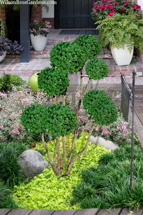 Green Mountain Boxwood Pom Pom Topiary - 7 Gallon Pot 3 Green Mountain Boxwood Pom Pom Topiary - 7 Gallon Pot