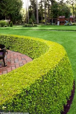 Golden Triumph Variegated Dwarf Boxwood - 1 Gallon Pot 11 Golden Triumph Variegated Dwarf Boxwood - 1 Gallon Pot -Garden Outdoor Plant Store buxus microphylla golden triumph boxwood hedge 2 2