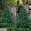 John Baldwin Pyramidal Boxwood - 3 Gallon Pot -Garden Outdoor Plant Store buxus microphylla john baldwin boxwood 10