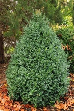 John Baldwin Pyramidal Boxwood - 3 Gallon Pot -Garden Outdoor Plant Store buxus microphylla john baldwin boxwood 6