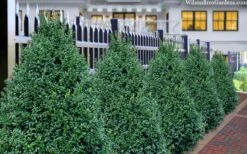 John Baldwin Boxwood - 1 Gallon Pot -Garden Outdoor Plant Store buxus microphylla john baldwin boxwood 8 1