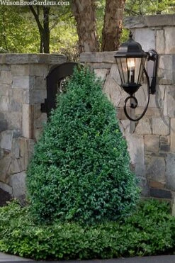 John Baldwin Pyramidal Boxwood - 3 Gallon Pot -Garden Outdoor Plant Store buxus microphylla john baldwin boxwood 9