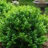 Little Missy Dwarf Boxwood - 6 Pack Of 1 Gallon Pots -Garden Outdoor Plant Store buxus microphylla little missy dwarf boxwood 1 4