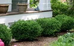 Little Missy Dwarf Boxwood - 5 Pack Of Quart Pots 12 Little Missy Dwarf Boxwood - 5 Pack Of Quart Pots -Garden Outdoor Plant Store buxus microphylla little missy dwarf boxwood 5 2
