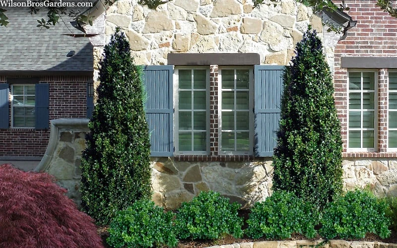 Arctic Emerald Columnar Boxwood - 1 Gallon Pot 6 Arctic Emerald Columnar Boxwood - 1 Gallon Pot - Image 4