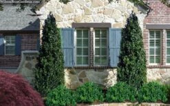 Arctic Emerald Columnar Boxwood - 6 Pack Of 1 Gallon Pots -Garden Outdoor Plant Store buxus sempervirens arctic emerald boxwood 103