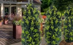 Arctic Emerald Columnar Boxwood - 6 Pack Of 1 Gallon Pots -Garden Outdoor Plant Store buxus sempervirens arctic emerald boxwood 105
