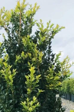 Arctic Emerald Columnar Boxwood - 1 Gallon Pot 14 Arctic Emerald Columnar Boxwood - 1 Gallon Pot -Garden Outdoor Plant Store buxus sempervirens arctic emerald boxwood 12 1