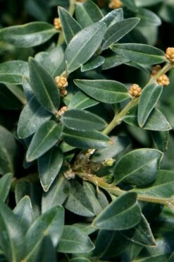 Arctic Emerald Columnar Boxwood - 6 Pack Of 1 Gallon Pots -Garden Outdoor Plant Store buxus sempervirens arctic emerald boxwood 16