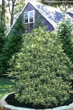 Golden Weeping Boxwood (Buxus Sempervirens 'Aurea Pendula') - 1 Gallon Pot 10 Golden Weeping Boxwood (Buxus Sempervirens 'Aurea Pendula') - 1 Gallon Pot -Garden Outdoor Plant Store buxus sempervirens aurea pendula variegated weeping boxwood 3