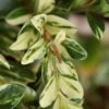 Golden Weeping Boxwood (Buxus Sempervirens 'Aurea Pendula') - 1 Gallon Pot 2 Golden Weeping Boxwood (Buxus Sempervirens 'Aurea Pendula') - 1 Gallon Pot -Garden Outdoor Plant Store buxus sempervirens aurea pendula variegated weeping boxwood 5