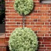 Variegated Boxwood 2-Ball Poodle Tier Topiary - 5 Gallon Pot 2 Variegated Boxwood 2-Ball Poodle Tier Topiary - 5 Gallon Pot -Garden Outdoor Plant Store buxus sempervirens aureovariegata boxwood 2 ball poodle tier 7