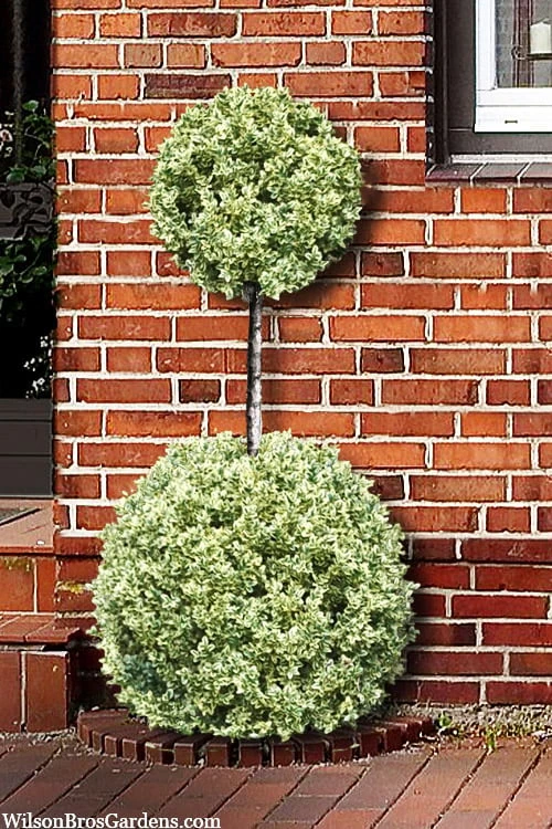 Variegated Boxwood 2-Ball Poodle Tier Topiary - 5 Gallon Pot 3 Variegated Boxwood 2-Ball Poodle Tier Topiary - 5 Gallon Pot
