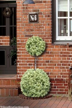 Variegated Boxwood 2-Ball Poodle Tier Topiary - 5 Gallon Pot 11 Variegated Boxwood 2-Ball Poodle Tier Topiary - 5 Gallon Pot -Garden Outdoor Plant Store buxus sempervirens aureovariegata boxwood 2 ball poodle tier 8
