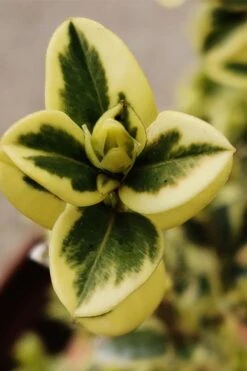 Variegated Boxwood (Buxus Sempervirens 'Aureovariegata') - 2 Gallon Pot - SALE 14 Variegated Boxwood (Buxus Sempervirens 'Aureovariegata') - 2 Gallon Pot - SALE -Garden Outdoor Plant Store buxus sempervirens aureovariegata variegated boxwood 1