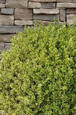 Variegated Boxwood (Buxus Sempervirens 'Aureovariegata') - 2 Gallon Pot 15 Variegated Boxwood (Buxus Sempervirens 'Aureovariegata') - 2 Gallon Pot -Garden Outdoor Plant Store buxus sempervirens aureovariegata variegated boxwood 10 2