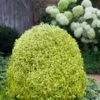 Variegated Boxwood (Buxus Sempervirens 'Aureovariegata') - 5 Gallon Pot 1 Variegated Boxwood (Buxus Sempervirens 'Aureovariegata') - 5 Gallon Pot -Garden Outdoor Plant Store buxus sempervirens aureovariegata variegated boxwood 5 1