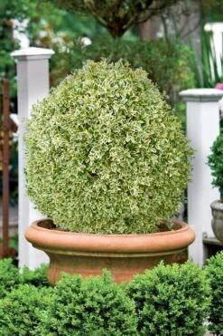 Elegans Variegated Boxwood - Buxus Sempervirens 'Elegantissima' - 3 Gallon Pot -Garden Outdoor Plant Store buxus sempervirens elegantissima variegated boxwood 101 1