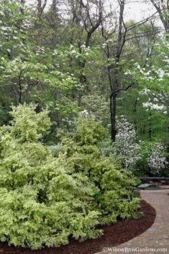 Elegans Variegated Boxwood - Buxus Sempervirens 'Elegantissima' - 2 Gallon Pot 13 Elegans Variegated Boxwood - Buxus Sempervirens 'Elegantissima' - 2 Gallon Pot -Garden Outdoor Plant Store buxus sempervirens elegantissima variegated boxwood 102 2