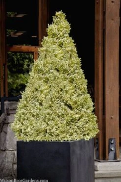 Elegans Variegated Boxwood - Buxus Sempervirens 'Elegantissima' - 1 Gallon Pot -Garden Outdoor Plant Store buxus sempervirens elegantissima variegated boxwood 105