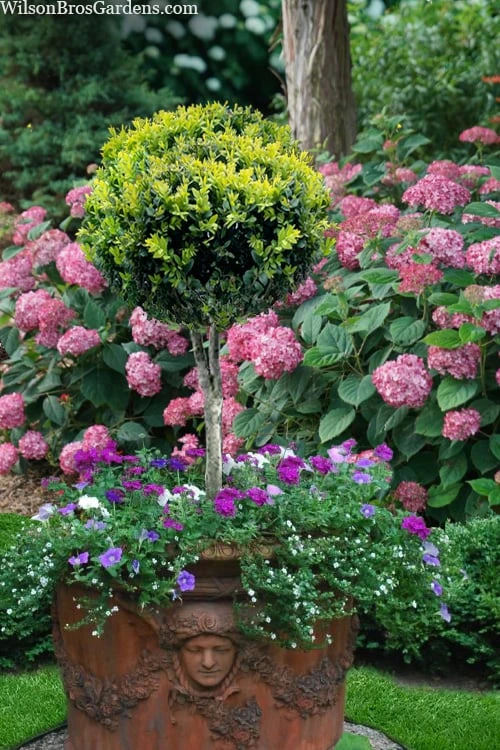 Boxwood Single Ball Standard Topiary (Buxus Sempervirens) - 5 Gallon Pot 3 Boxwood Single Ball Standard Topiary (Buxus Sempervirens) - 5 Gallon Pot