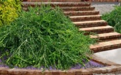 Unraveled Weeping Boxwood - 3 Gallon Pot 13 Unraveled Weeping Boxwood - 3 Gallon Pot -Garden Outdoor Plant Store buxus sempervirens unraveled weeping boxwood 15