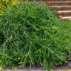 Unraveled Weeping Boxwood - 3 Gallon Pot 2 Unraveled Weeping Boxwood - 3 Gallon Pot -Garden Outdoor Plant Store buxus sempervirens unraveled weeping boxwood 16