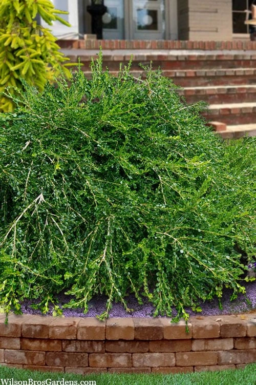 Unraveled Weeping Boxwood - 3 Gallon Pot 3 Unraveled Weeping Boxwood - 3 Gallon Pot