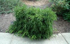 Unraveled Weeping Boxwood - 3 Gallon Pot 14 Unraveled Weeping Boxwood - 3 Gallon Pot -Garden Outdoor Plant Store buxus sempervirens unraveled weeping boxwood 7