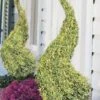 Variegated Boxwood Spiral Topiary - 7 Gallon Pot 2 Variegated Boxwood Spiral Topiary - 7 Gallon Pot -Garden Outdoor Plant Store buxus sempervirens variegata boxwood spiral topiary 2