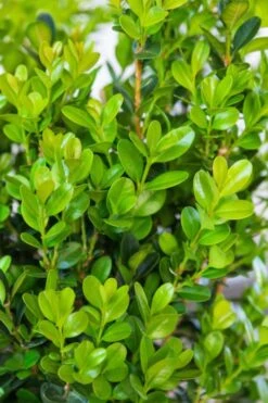 Winterstar Boxwood - 2 Gallon Pot 12 Winterstar Boxwood - 2 Gallon Pot -Garden Outdoor Plant Store buxus winterstar boxwood 1