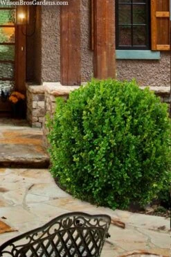 Winterstar Boxwood - 2 Gallon Pot 13 Winterstar Boxwood - 2 Gallon Pot -Garden Outdoor Plant Store buxus winterstar boxwood 4