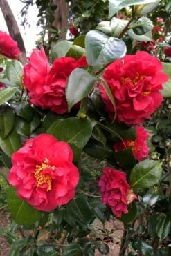 Turandot Camellia Japonica - 3 Gallon Pot 9 Turandot Camellia Japonica - 3 Gallon Pot -Garden Outdoor Plant Store caellia turandot 20