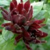 Simply Scentsational Sweetshrub (Calycanthus ) - 3 Gallon Pot 1 Simply Scentsational Sweetshrub (Calycanthus ) - 3 Gallon Pot -Garden Outdoor Plant Store calycanthus simply scentsational sweet shrub 13