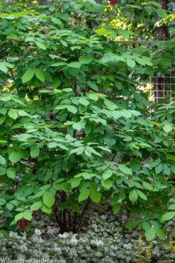 Simply Scentsational Sweetshrub (Calycanthus ) - 3 Gallon Pot -Garden Outdoor Plant Store calycanthus simply scentsational sweet shrub 14