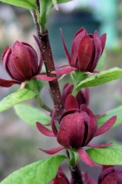 Simply Scentsational Sweetshrub (Calycanthus ) - 3 Gallon Pot -Garden Outdoor Plant Store calycanthus simply scentsational sweet shrub 3