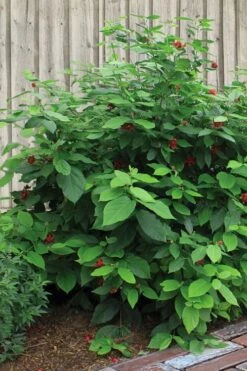 Simply Scentsational Sweetshrub (Calycanthus ) - 3 Gallon Pot -Garden Outdoor Plant Store calycanthus simply scentsational sweet shrub 4